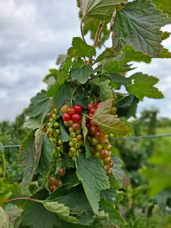 Zielone grona czerwonej porzeczki w początkowej fazie dojrzewania